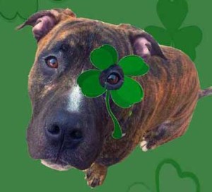 Support Pitties.Love.Peace by playing the GET LUCKY GAME! BUY A SHAMROCK NECKLACE at the event for a chance to WIN a $100 Pet Valu Gift Card!