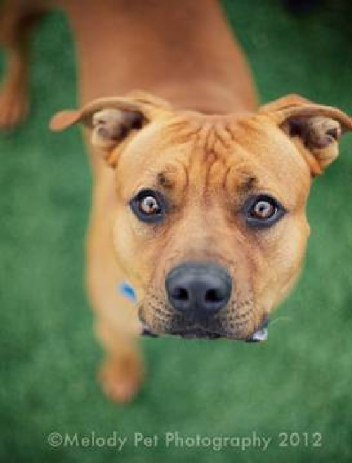 Adoptable Dog Events Harrisburg Pa Adoptable Dog Events Harrisburg Pa