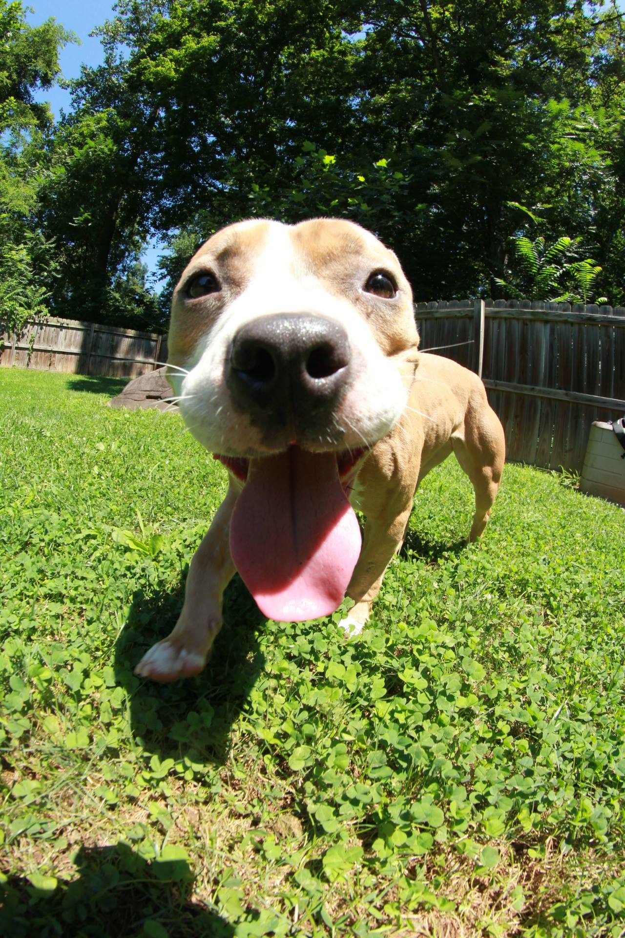 pit bulls up for adoption near me