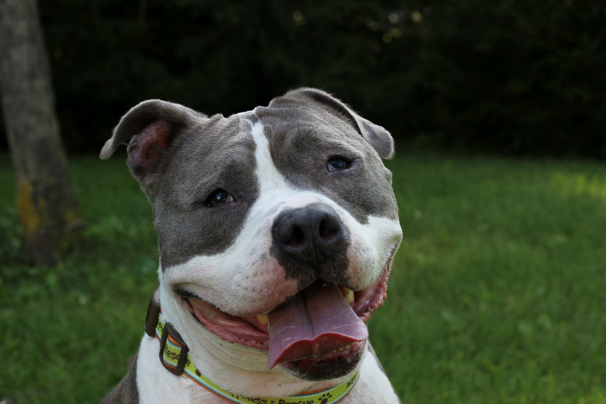 Pittsburgh-based Pit Bull Rescue to Celebrate 10th Anniversary