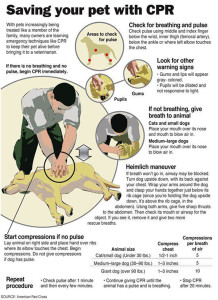 Saving your dog with CPR