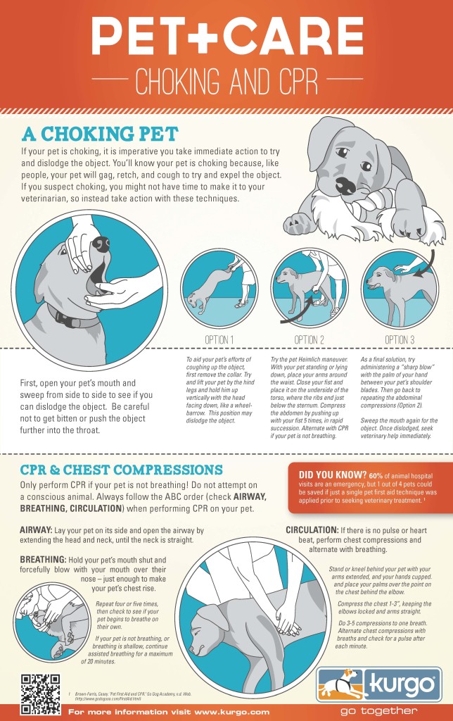 CPR for Dogs: A Step-by-Step Guide to Saving Your Dog’s Life | Pitties ...